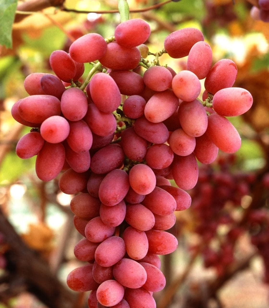 Racimos de uva roja en la planta