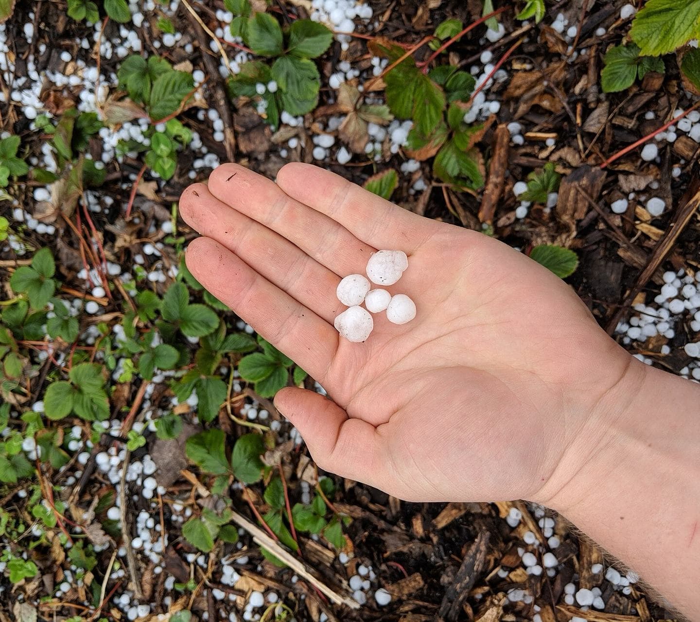 Una mano muestra piedras de granizo sobre una plantación de frutillas